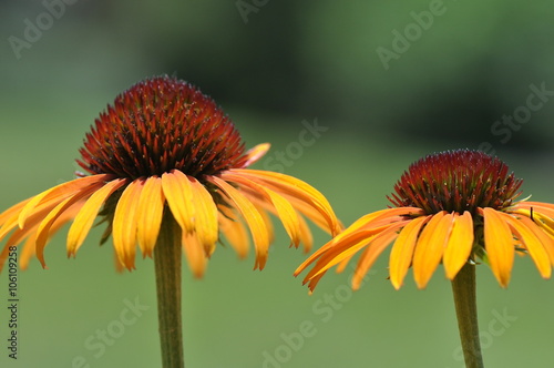 Echinacea Flowers © ejkrouse