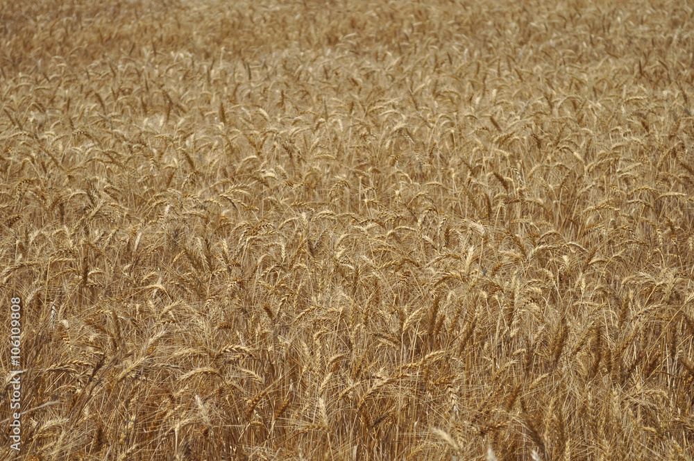 Wheat Field Wheat Field