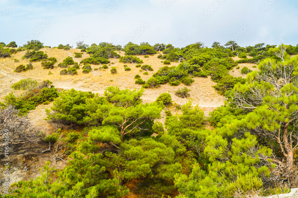 Junipers and pines on the slopes Junipers and pines on the slopes
