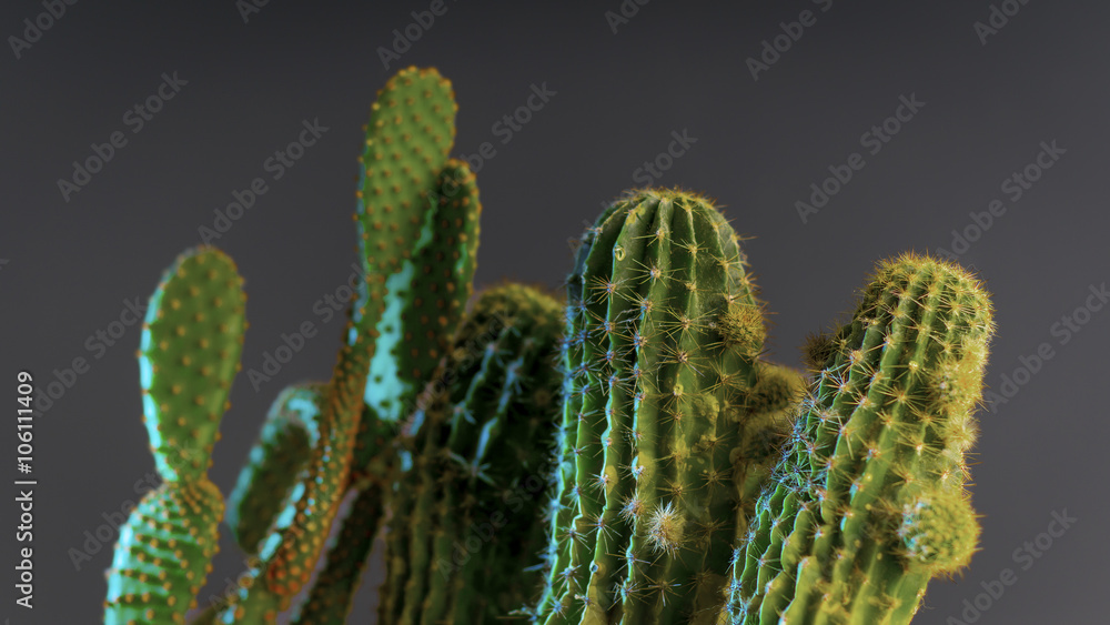 green cactus on dark background green cactus on dark background