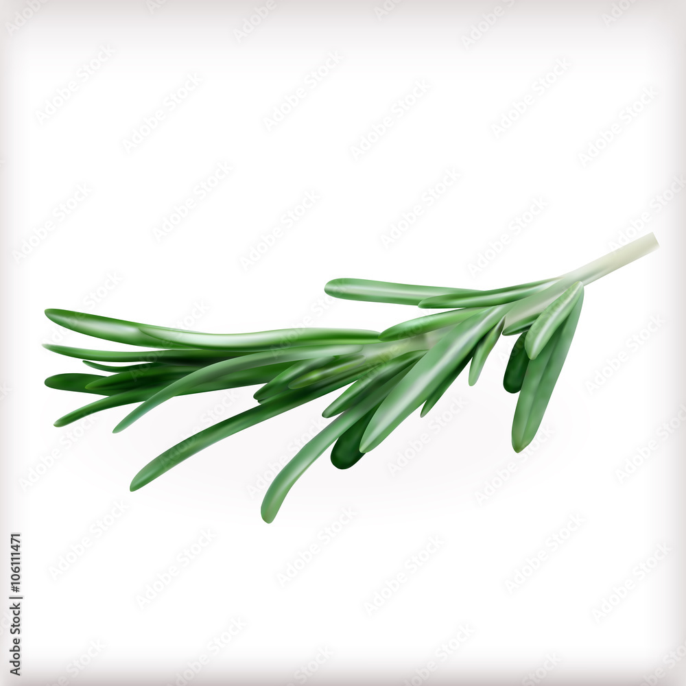 Fototapeta premium Rosemary, vector illustration