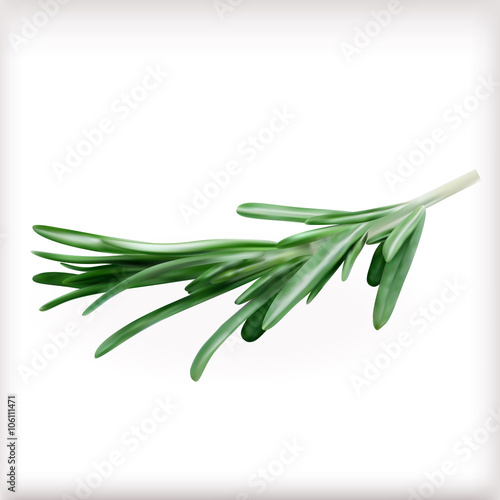 Rosemary, vector illustration