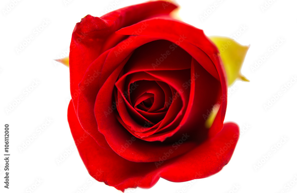 Naklejka premium red rose isolated