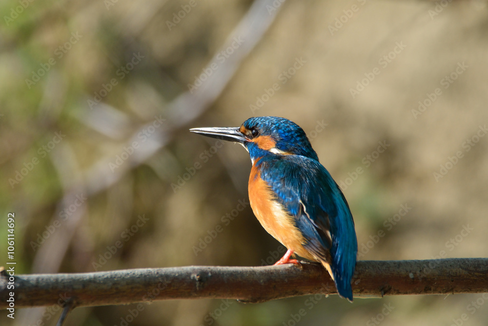 kingfisher (alcedo atthis) kingfisher (alcedo atthis)