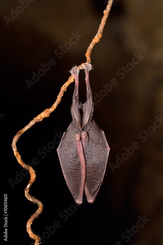 Greater mouse-eared bat ( Myotis myotis)