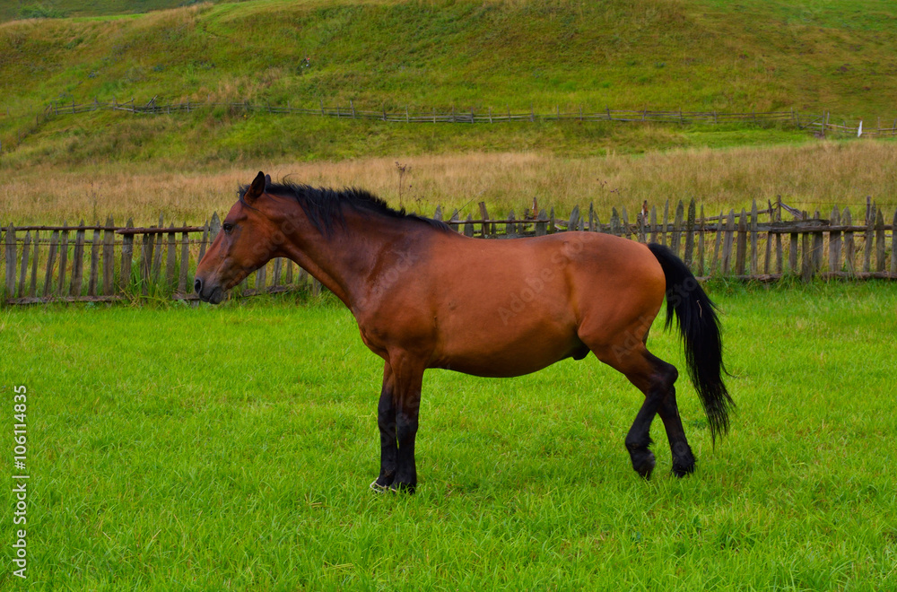 Beautiful horses on the green grass pasture Beautiful horses on the green grass pasture