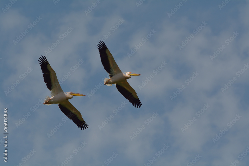 pelican flying in natural habitat (pelecanus onocrotalus)