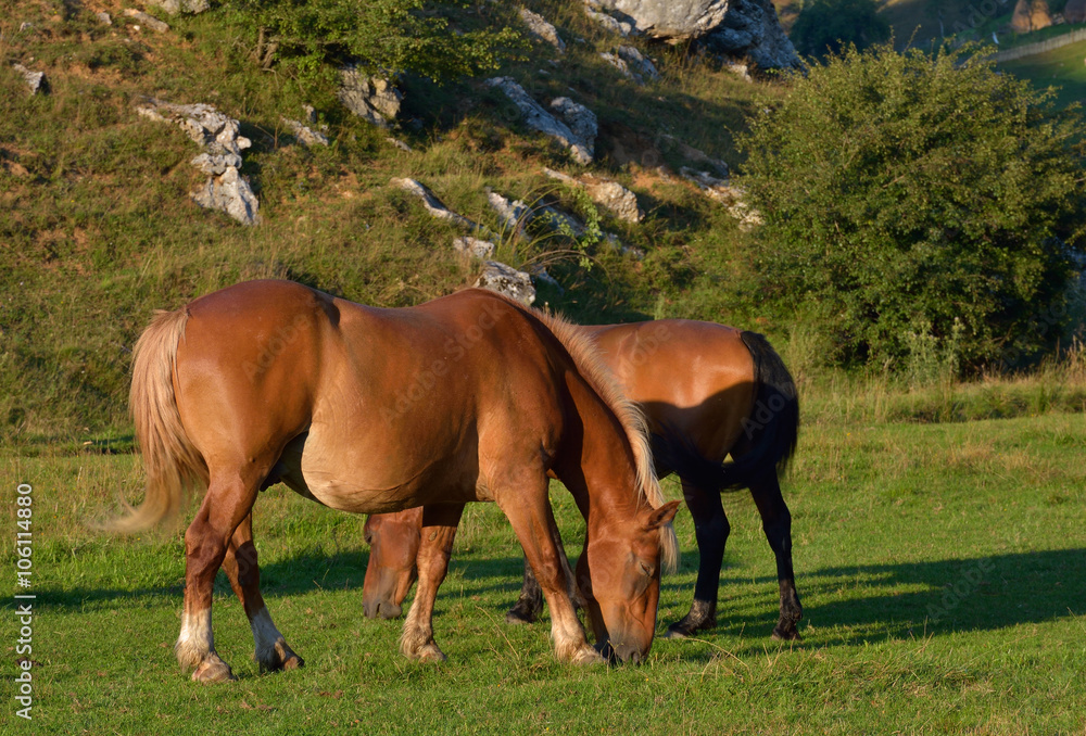 Obraz premium Beautiful horses on the green grass pasture