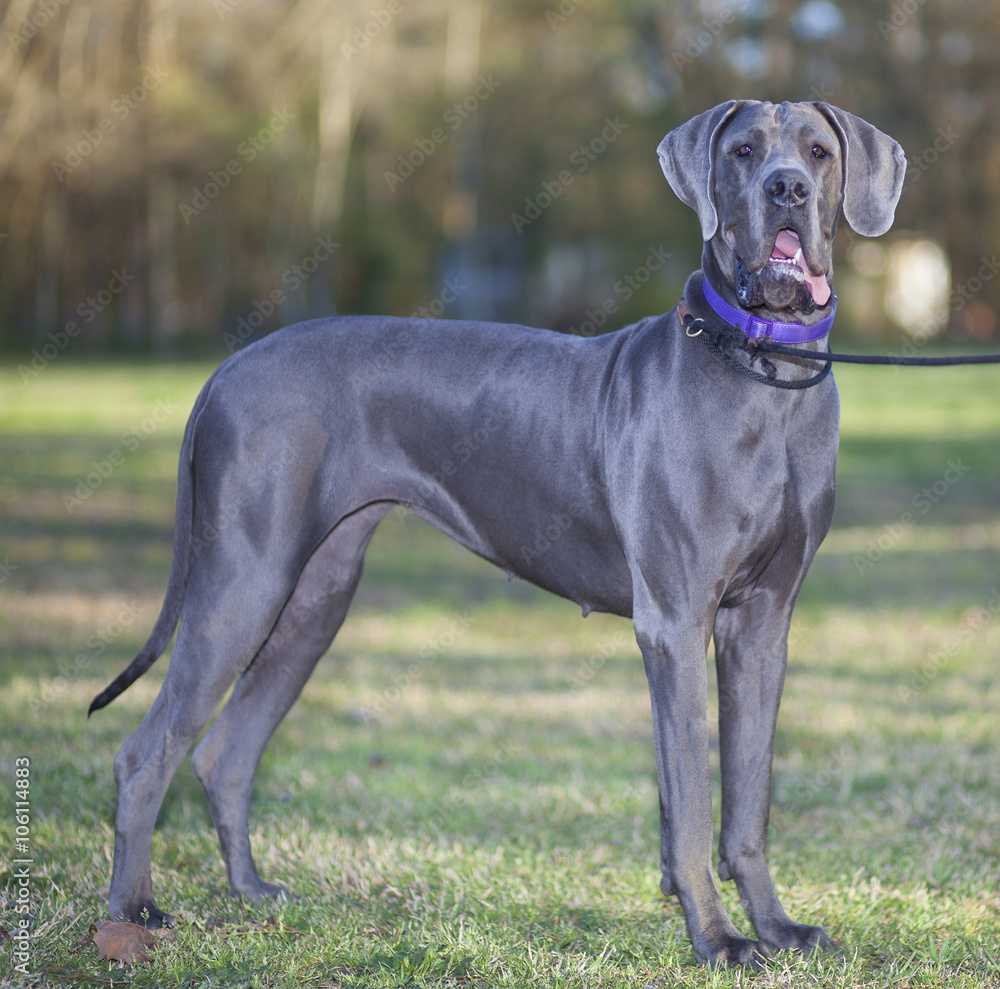 Big dog Big dog