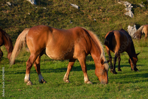 Beautiful horses on the green grass pasture