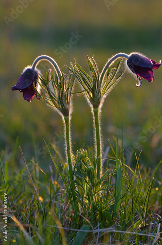 Mountain Pasqueflower (Pulsatilla montana) in flower on a March morning photo