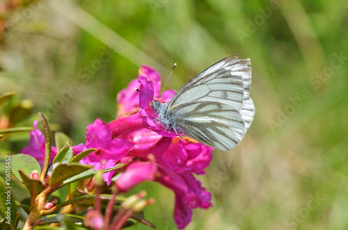 Beautiful white butterfly ( Leptidea sinapis)