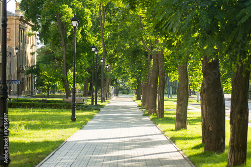 Tree Lined Pathway through a Beautiful Leafy Green Park