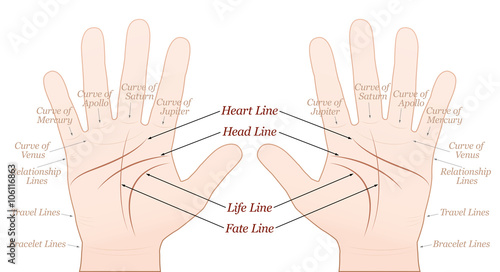 Palmistry - right and left hand - main lines and minor lines with names. Vector illustration on white background.