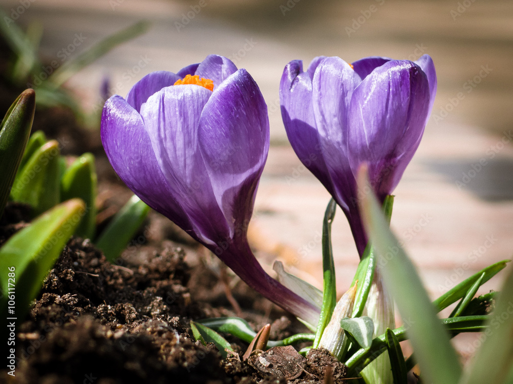 Obraz premium the first spring flowers