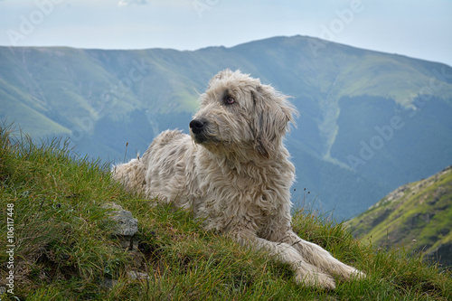 Portrait of nice white dog - Sheepdog mioritic