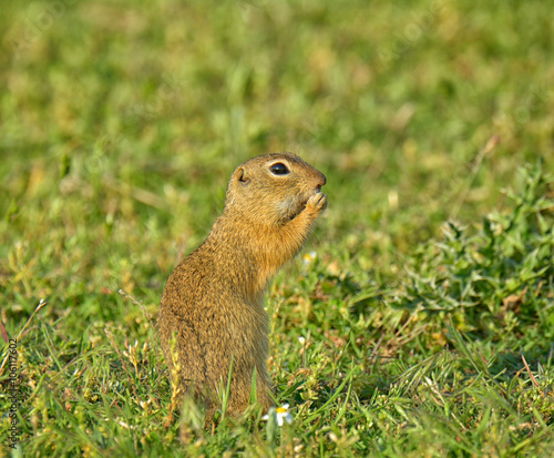 Cute European ground squirrel on field (Spermophilus citellus)