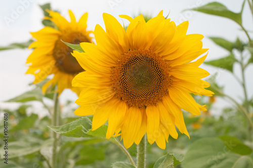 Sunflower field