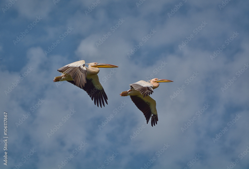 Obraz premium Great white Pelican flying
