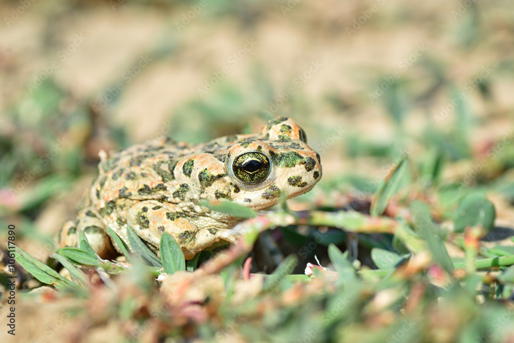 Obraz premium Frog in the grass