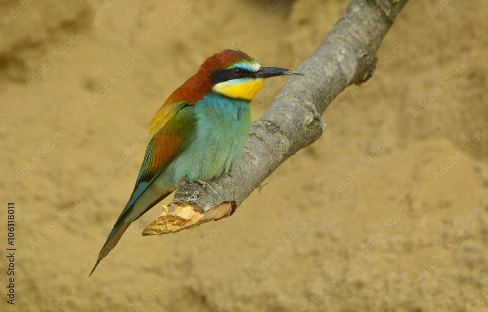 Obraz premium European bee-eater (Merops Apiaster) outdoor