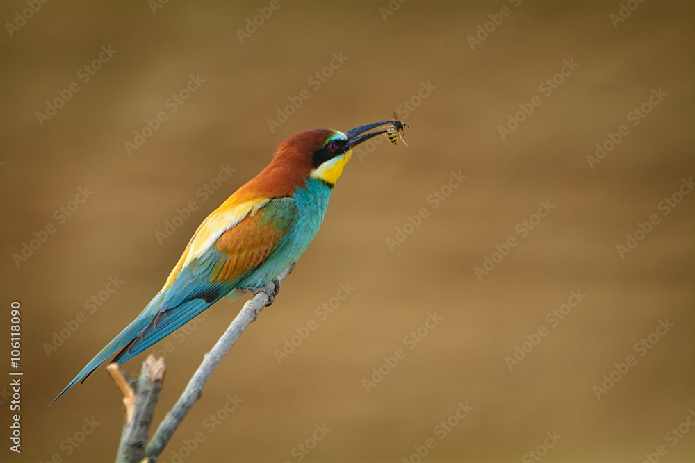 Obraz premium European bee-eater (Merops Apiaster) outdoor