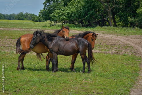 Beautiful horses on the green grass pasture