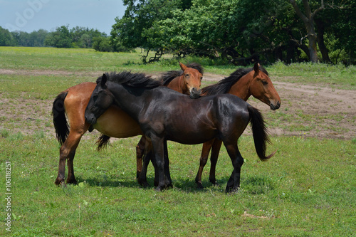 Beautiful horses on the green grass pasture © a-weblogiq