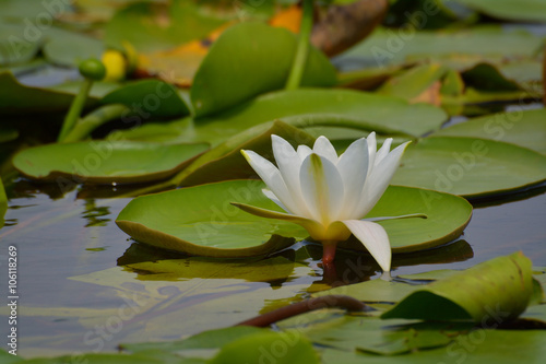Dwarf White Water-lily - Nymphaea candida