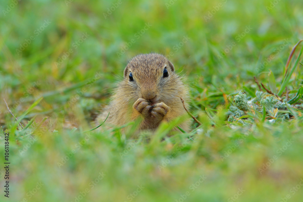 Cute European ground squirrel on field (Spermophilus citellus) Cute European ground squirrel on field (Spermophilus citellus)