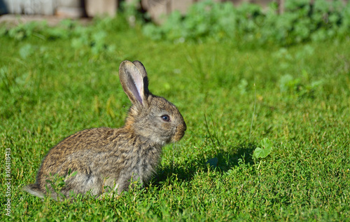 Rabbits sitting on field © a-weblogiq