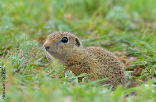 Cute European ground squirrel on field (Spermophilus citellus) © a-weblogiq