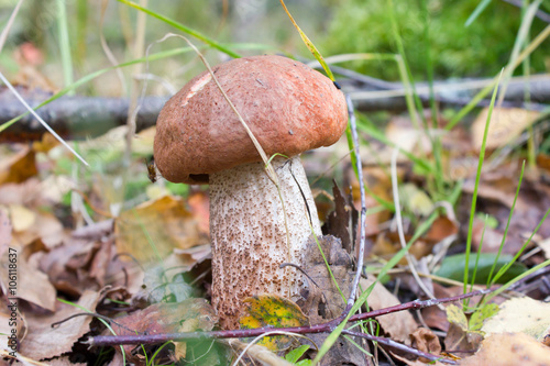 Mushroom orange-cap boletus in the forest, in the grass