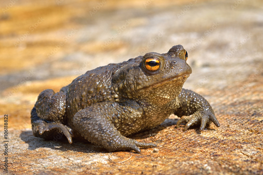 Agile Frog (Rana dalmatina) Agile Frog (Rana dalmatina)