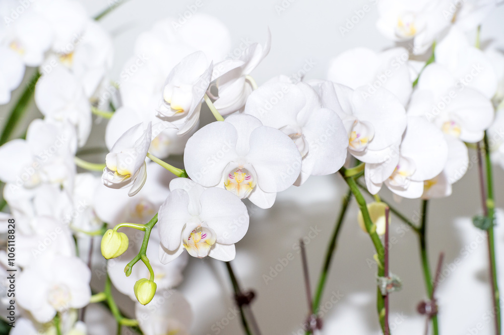 Obraz premium White orchid flower