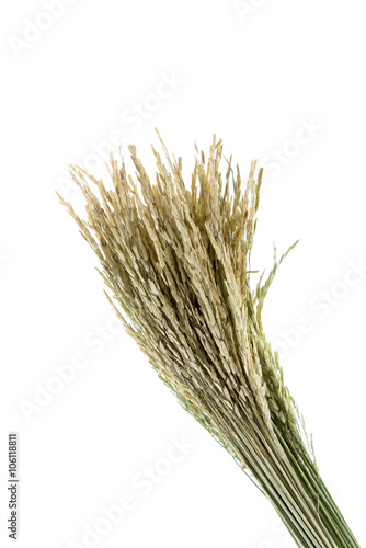 Dry rice plant isolated on white background