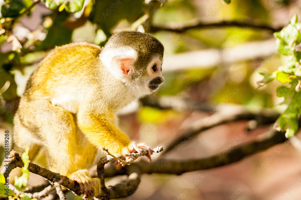 Bebe Singe Jaune Et Noir Stock Photo Adobe Stock