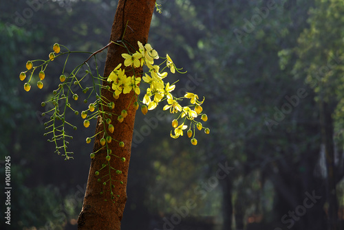 Golden shower flower is national flower of Thailand. Also called konna in Kerala, India. It is a sacred flower associated with the Vishu festival. Scientific name is Cassia Fistula.