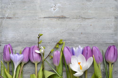 Fototapeta Naklejka Na Ścianę i Meble -  Old grey wooden background with purple white tulips,snowdrop and crocus summer spring decoration border in a line and empty copy space mock up layout