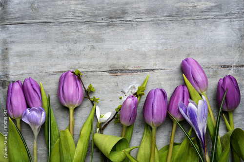 Fototapeta Naklejka Na Ścianę i Meble -  Old grey wooden background with purple white tulips,snowdrop and crocus border in a row and empty copy space, spring summer decoration
