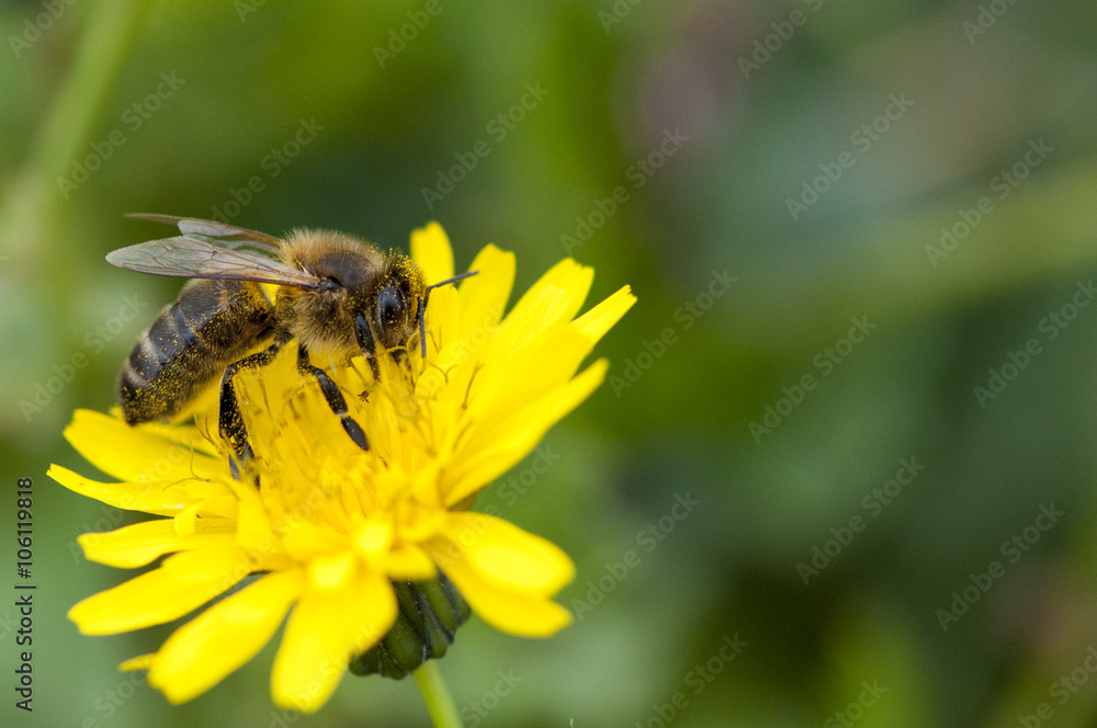 Abeille qui butine du pollen, espèce en danger Abeille qui butine du pollen, espèce en danger