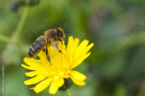 Abeille qui butine du pollen, espèce en danger © Sylvie CUCCHI