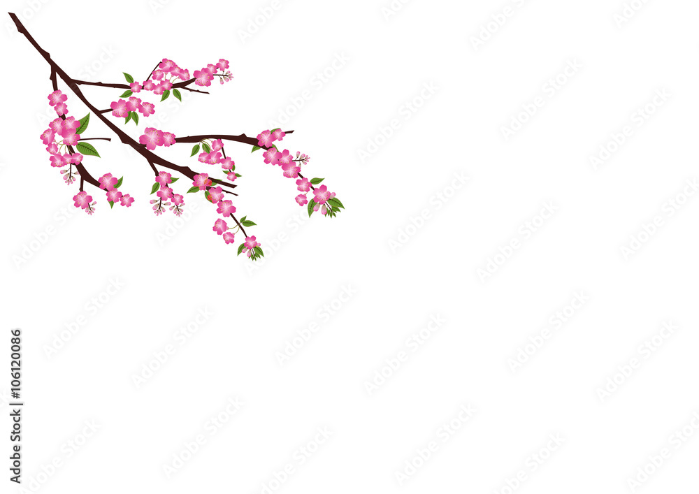 Sakura flowers background. cherry blossom isolated white backgro