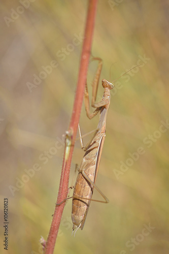 Insect outdoor (Mantis Religiosa) going up