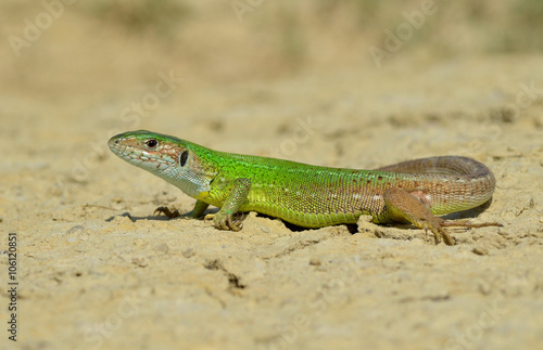 Male of green lizard  Lacerta viridis 