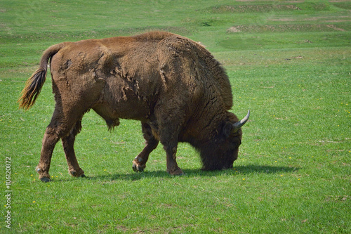 aurochs on green grass