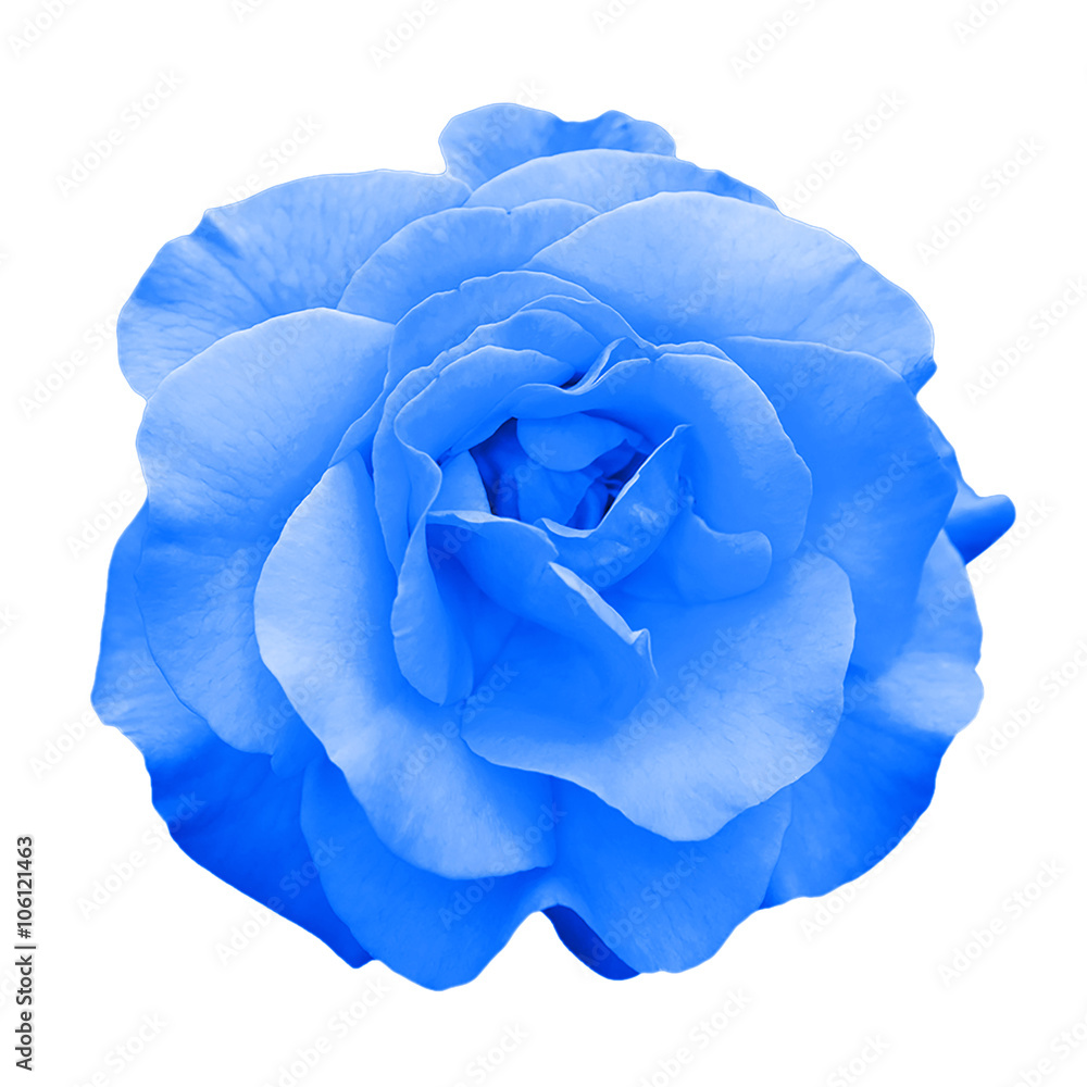 Obraz premium Tender blue rose flower macro isolated on white