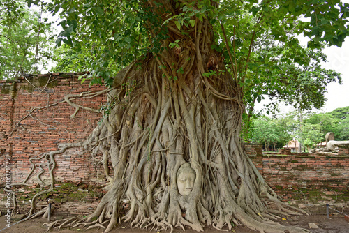 Head of Buddha statue