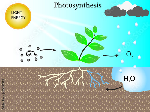 photosynthesis