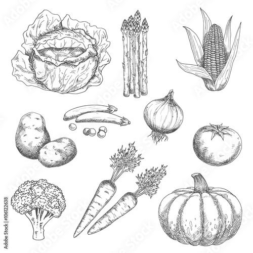 Farm vegetables stylized sketches for old fashioned recipe book or agriculture harvest design with tomato and onion, cabbage and carrot, pea and corn cob, broccoli and potato, pumpkin and asparagus